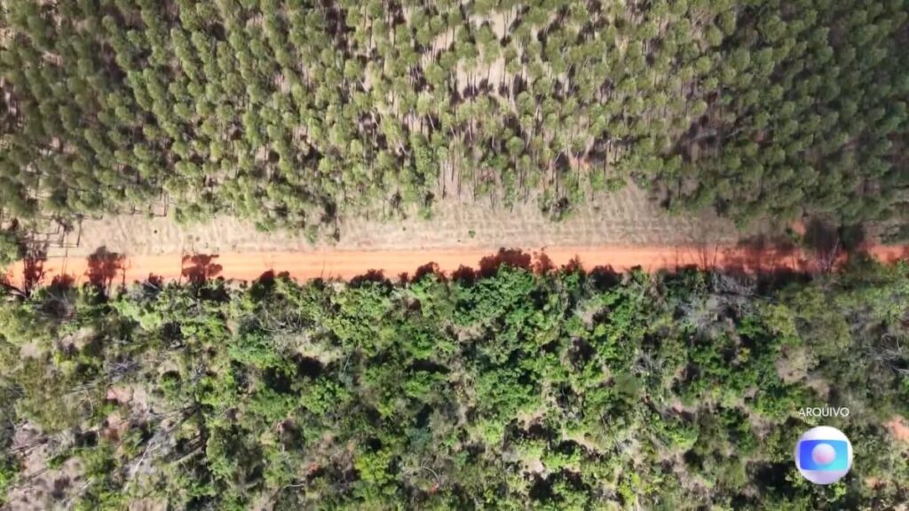 MG lidera no país em áreas de vegetação nativa separadas por estradas, pastos e lavouras