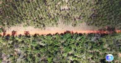 MG lidera no país em áreas de vegetação nativa separadas por estradas, pastos e lavouras