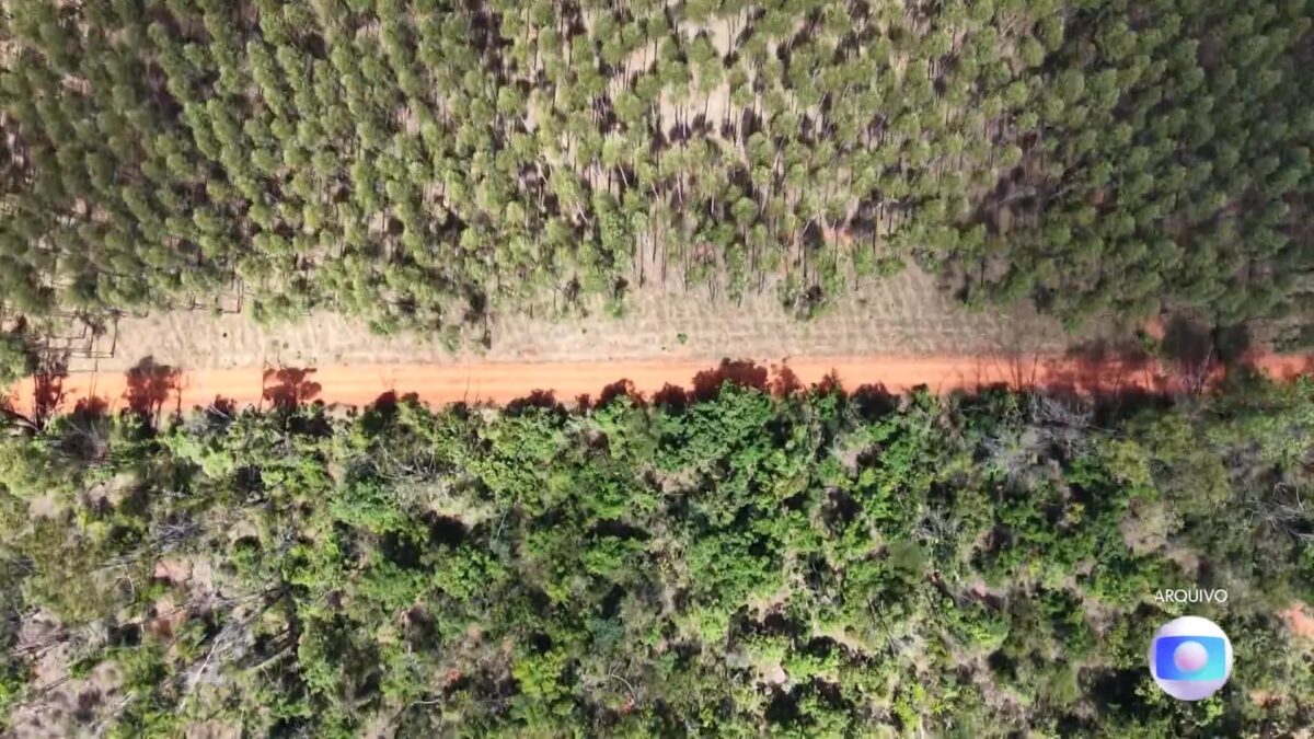 Minas Gerais lidera ranking nacional de fragmentação da vegetação nativa
