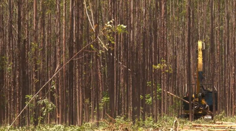 MG lidera produção de eucalipto para a indústria e responde por 84% do carvão vegetal no Brasil