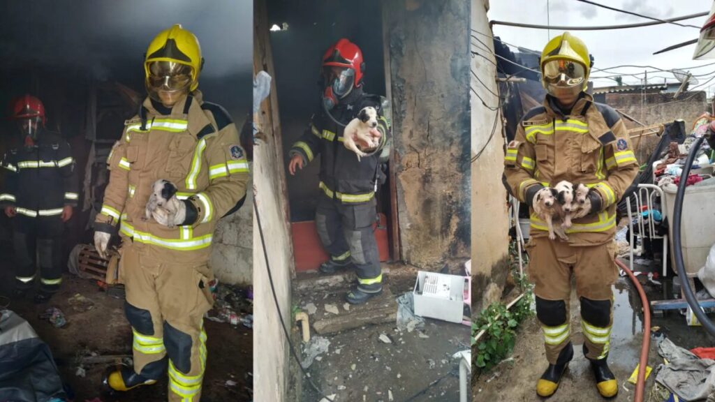 Oito filhotes de cachorro são resgatados durante incêndio em casa em MG