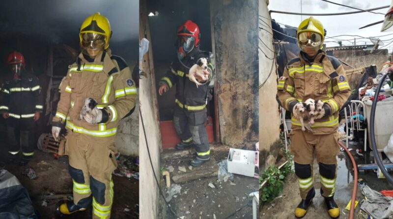 Oito filhotes de cachorro são resgatados durante incêndio em casa em MG