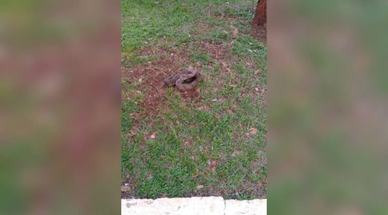 Pedestres encontram jiboia na Praça Clarimundo Carneiro, no Centro de Uberlândia, e acionam os Bombeiros