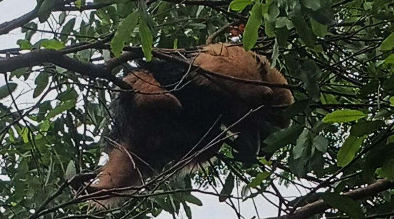 Tamanduá-mirim é resgatado em cima de árvore em Uberaba
