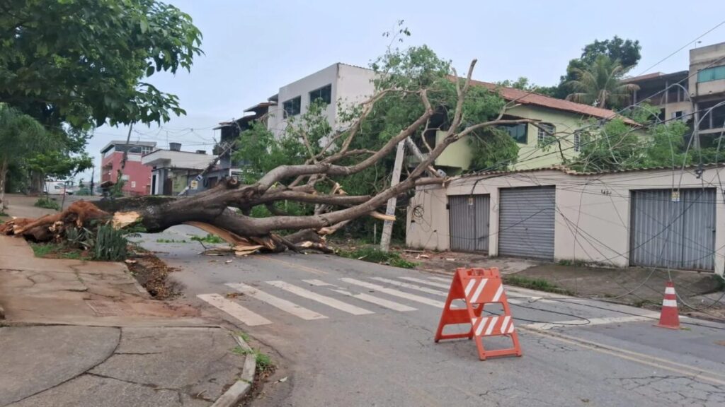 Temporal de domingo em BH motivou 224 chamados por quedas de árvores; 50 casas foram atingidas