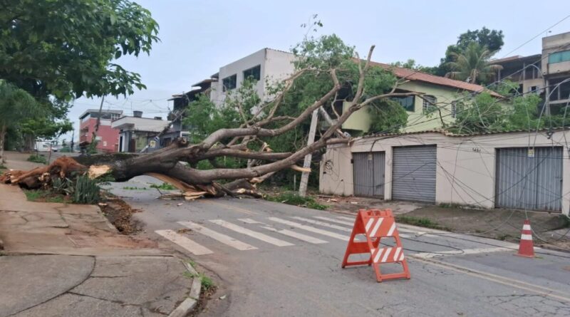 Temporal de domingo em BH motivou 224 chamados por quedas de árvores; 50 casas foram atingidas