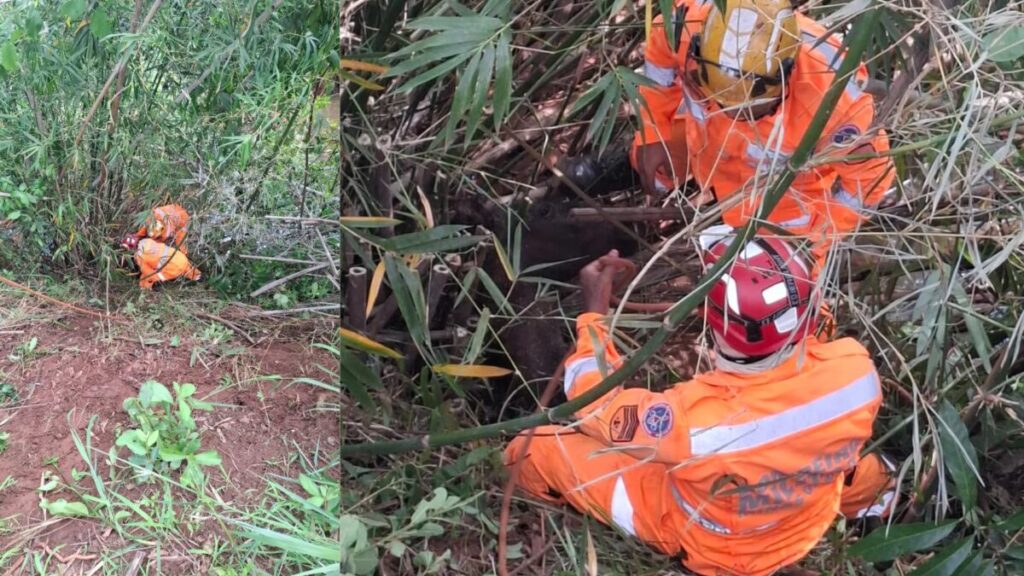 VÍDEO: Bombeiros 'escalam' potro que caiu em córrego em Ituiutaba