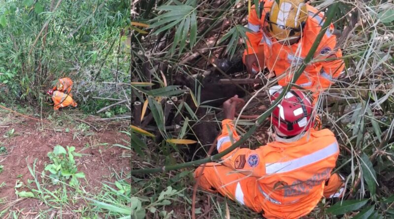 VÍDEO: Bombeiros 'escalam' potro que caiu em córrego em Ituiutaba