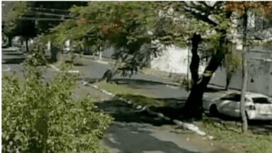 VÍDEO: Motorista perde o controle da direção e carro derruba árvore em Uberlândia